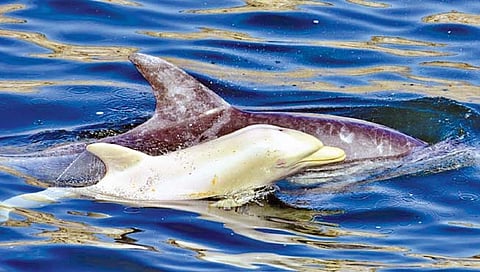 आफ्रिकेत प्रथमच दिसला अल्बिनो डॉल्फिन