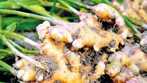 आले पिकास आले अच्छेदिन