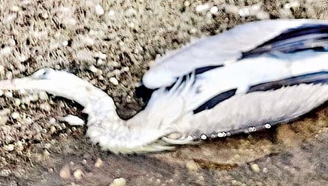 सोलापूर : ‘उजनी’तील पक्षी संख्येत उष्माघातामुळे घट