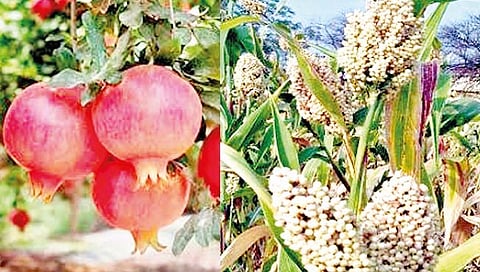 सोलापूर जिल्ह्यातील डाळिंब, ज्वारी सातासमुद्रापार; 20 फळे अन् भाजीपाल्यांना मिळाले जीआय मानाकंन