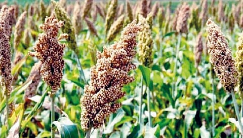 सांगली : जिल्ह्यात शाळूची धारणा लागली वाढू!