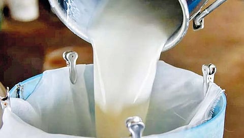 नाशिक : शेतमालापाठोपाठ दूध दरातही घट; लिटरमागे सहा रुपयांची तफावत