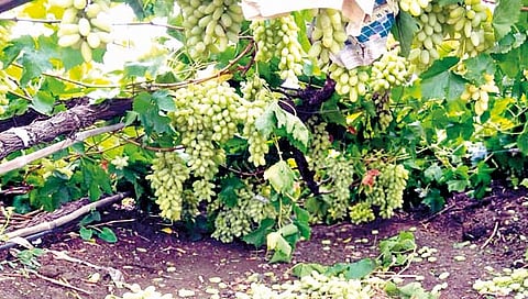 सातारा : गारपिटीने खटाव-माणचे द्राक्ष उत्पादक देशोधडीला
