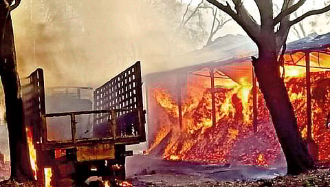 चांदोलीत कोट्यवधींचा ‘नरक्या’ जळून खाक