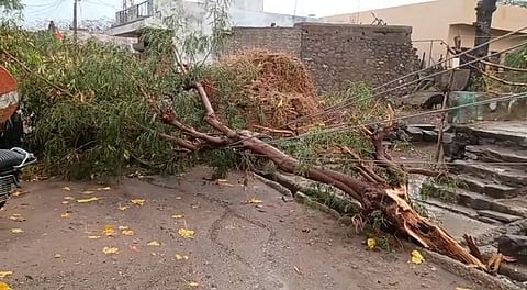 नांदगाव : अवकाळीमुळे झाडे उन्मळून पडली. (छाया: सचिन बैरागी)