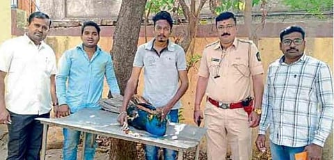 पिंपळनेर : जखमी मोराची तपासणी करताना वनविभागाचे कर्मचारी. (छाया: अंबादास बेनुस्कर)