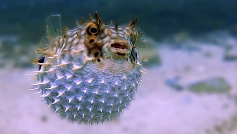 मलेशिया : ‘पफर’ हा विशिष्ट प्रकारचा मासा खाल्ल्याने ८३ वर्षीय पत्नीचा मृत्यू; पती कोमात