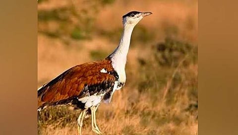 सोलापूर : माळढोक पक्षाने दिले दर्शन; पक्षीमित्र पर्यावरण प्रेमीत आनंद