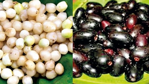 रानमेव्यात कोकणचे अर्थकारण बदलण्याची ताकद