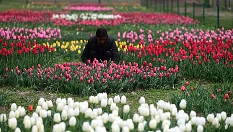 तणावात असताना वनस्पतीदेखील रडतात; शास्त्रज्ञांनी रेकॉर्ड केला मानवाने न ऐकलेला आवाज