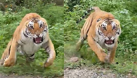 आक्रमक वाघाचा व्हायरल व्हिडिओ ताडोबातील नव्हे : डॉ. जितेंद्र रामगावकर