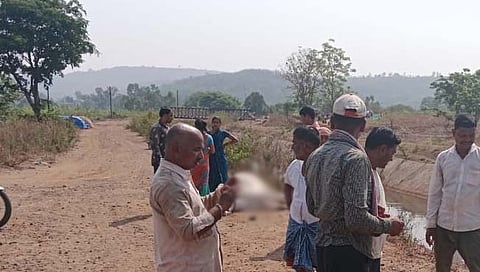 कोल्हापूर: वाळवे खुर्द येथे कालव्यात पडून बैलजोडीचा मृत्यू