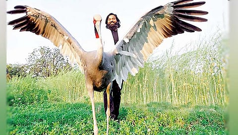 माणसांहून सरस, माझा हा सारस!