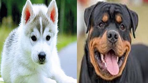 कोल्हापूरकरात वाढतेय सायबेरियन हस्की अन् रॉटविलरची क्रेझ