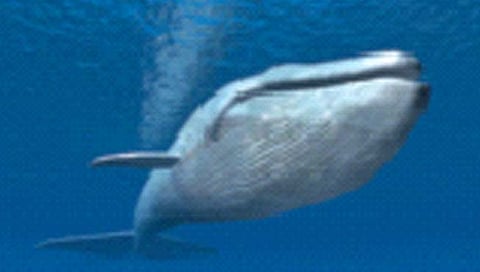 व्हेल माशाच्या उलटी तस्करीचे प. महाराष्ट्रात कनेक्शन!