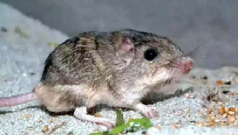 जगातील सर्वात वृद्ध उंदीर“