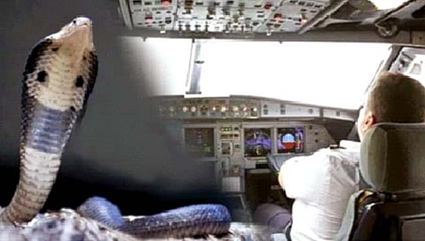 विमान 11 हजार फूट उंचीवर, पायलटजवळ आला नाग!