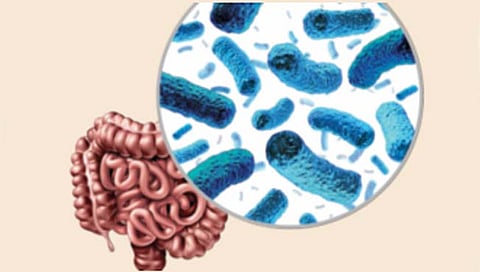 आतड्यातील सूक्ष्मजीवांचे कार्य दर्शवणारे उपकरण