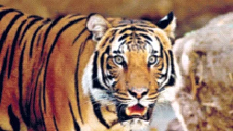 Mhadai Tiger Project