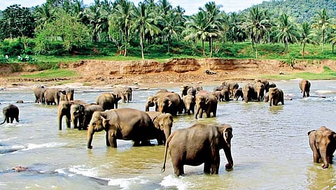 महाराष्ट्रात हत्ती संवर्धनासाठी श्रीलंकेचे ‘रोल मॉडेल’