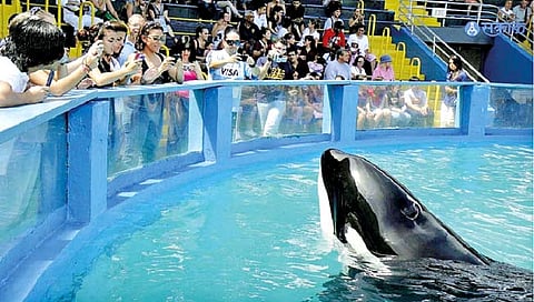 किलर व्हेलला लवकरच मिळणार नेहमीचा अधिवास