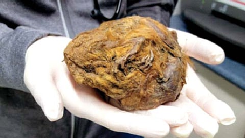 चेंडू नव्हे; 30 हजार वर्षांपूर्वीच्या खारीची ममी!