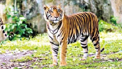 ताडोबात वन्यप्राणी गणना