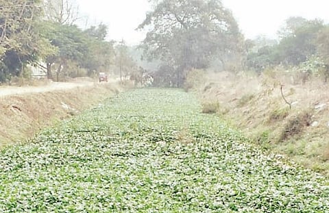 मांजरी : बेबी कॅनॉलमधून वाहते जलपर्णी ! नागरिकांचे आरोग्य धोक्यात