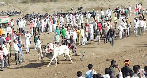 कुकाणा : बैलगाडा शर्यतीत चित्तथरारक लढती