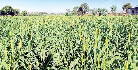 बाजरीला आले सोन्याचे दिवस; उत्पादन कमी, मात्र मागणीत वाढ