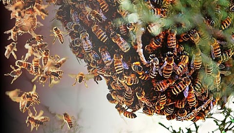 Bee attack : लग्नसमारंभ आटोपून पर्यटनासाठी गेलेल्या पाहुण्यांवर मधमाशांचा हल्ला; दोघांचा मृत्यू
