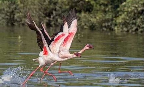 पळसदेव : उष्माघातामुळे उजनीतील पक्षीसंख्येत घट; उन्हाच्या झळा पशु-पक्षांच्या जीवावर, अनेक पक्ष्यांचा मृत्यू