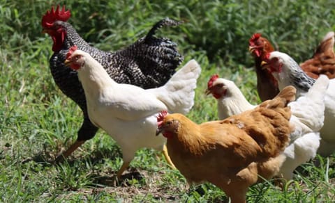 शेजार्याच्या १,१०० कोंबड्या मारल्याप्रकरणी आरोपीला ६ महिन्यांच्या कारावासाची शिक्षा! चीनमधील न्यायालयाचा निर्णय