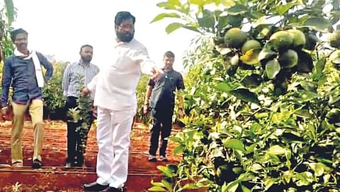 Chief Minister Eknath Shinde : प्रशासकीय कामातून वेळ काढून मुख्यमंत्र्यांकडून फळबागेची पाहणी