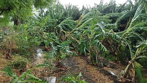 जळगाव जिल्ह्यात अवकाळीचा तडाखा ; कांदा, केळी व मका पिकांचे मोठे नुकसान