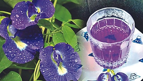 Blue tea : ग्रीन टी, ब्लॅक टी नंतर आता आरोग्यदायी “ब्लू टी’, गोकर्णच्या फुलांपासून निर्मिती