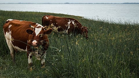 उन्हाळ्यात पशुधनाची अशी घ्या काळजी, राज्य शासनाच्या मार्गदर्शक सूचना