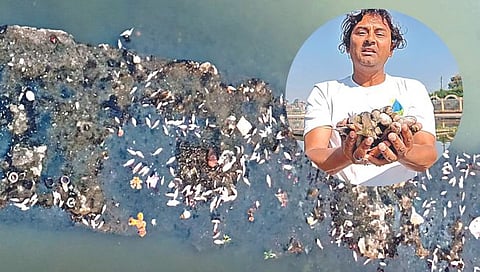 नाशिकच्या गोदावरी नदीत शेकडो माशांचा तडफडून मृत्यू