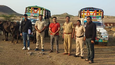 नाशिक : कत्तलीसाठी नेण्यात येणारी जनावरे पकडली, वणी पोलिसांची कारवाई