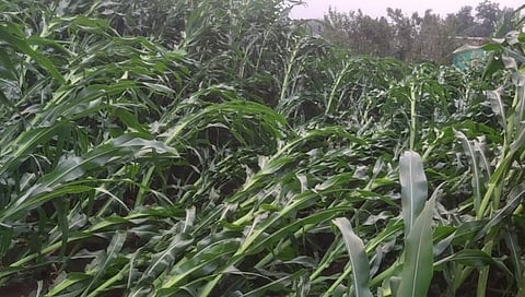 Nashik : अवकाळीने दाणादाण, निफाड तालुक्यात शेतकरी हैराण