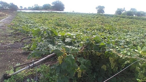 Nashik : द्राक्ष रशियात एक्स्पोर्ट होणार होती ; पण वादळी वाऱ्याने तोंडचा घास हिरावला…