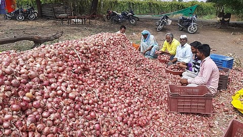 नाशिक : उन्हाळ कांदा भिजल्याने शेतकऱ्यांची आर्थिक कोंडी