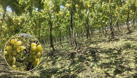 नाशिक : दुपारी बोलणी झाली, भाव ठरला; रात्री क्षणात होत्याचं नव्हतं झालं!