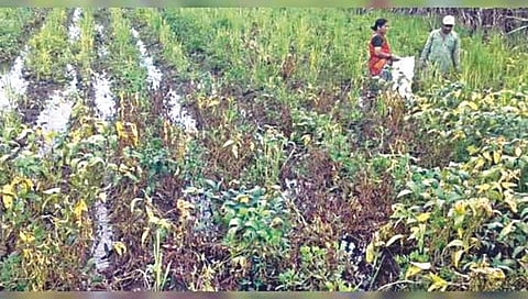 नाशिक : आठवडाभरात शेतकऱ्यांच्या बँकखात्यात भरपाई