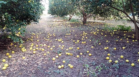 नगर जिल्ह्याला नुकसान भरपाईसाठी हवे 34.50 कोटी रुपये