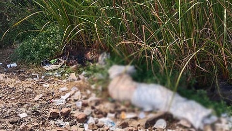 मृत डुकरे