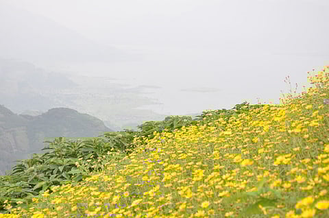 वसंतात विविध फुलांनी नटली वनराई, सह्याद्रीच्या डोंगररांगा पर्यटकांना खुणावतात