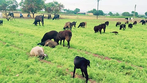 आंबेगावात भाजीपिकात सोडली जनावरे; कवडीमोल बाजारभाव, शेतकरी हैराण