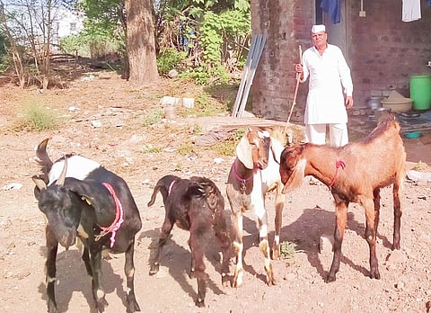 पारगाव : तमाशा कलावंतांवर शेळ्या वळण्याची स्थिती