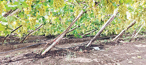 कोंभळी : वादळी पावसाने खांडवीत द्राक्षबाग उद्ध्वस्त